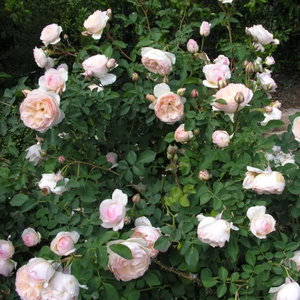 Brzoskwiniowy kremowy - angielska róża